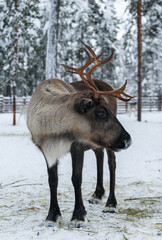 Reindeer with big antlers standing on snow in a corral © Krafla