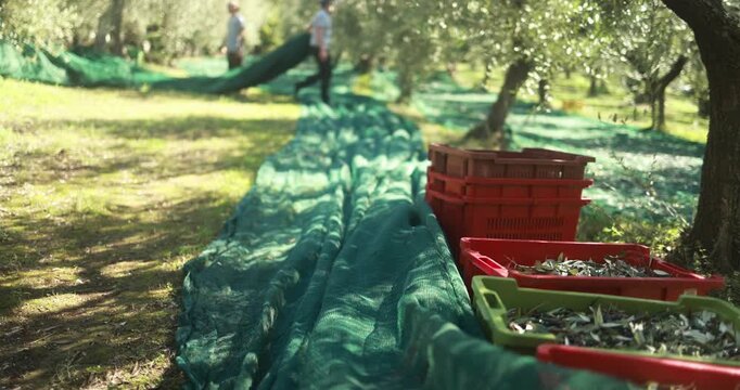 Farmer collecting olives from trees outdoor for virgin extra unfiltered oil production during fall season - Organic, healthy products and farm lifestyle concept - UGC content