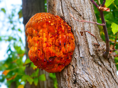 Rare orange wood decay tree fungus exuding red guttation droplets. Ideal for biology textbook graphics, forestry health diagnostic report illustration or abstract nature wallpaper template