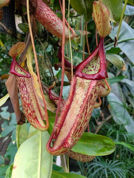 Exotic Carnivorous Nepenthes Pitcher Plants