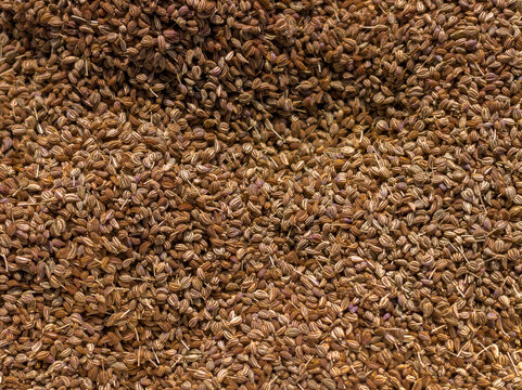Top View Full Frame Texture of Dried Carom Seeds or Ajwain