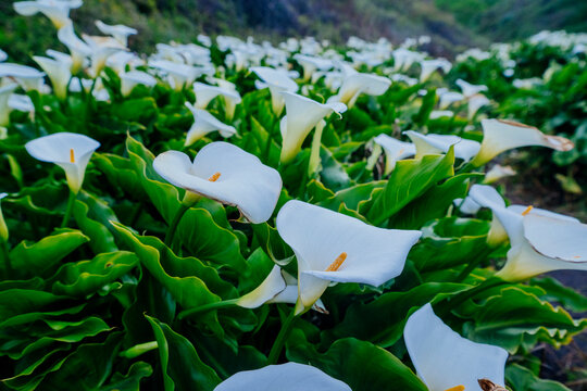 Field of white calla lilies blooming California