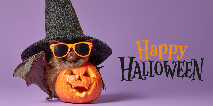 happy halloween concept holiday funny animal greeting card with text - Cool bat with sunglasses, witch hat and pumpkin, isolated on purple background