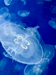 jelly fish in the aquarium © Piyota