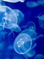 jelly fish in the aquarium © Piyota