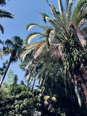 palm trees on the beach © Piyota