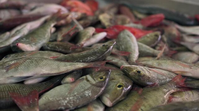 Close-up shots of mixed fresh sea fish displayed for sale at the traditional Mutrah Fish Market in Oman. High-quality 4K footage video.