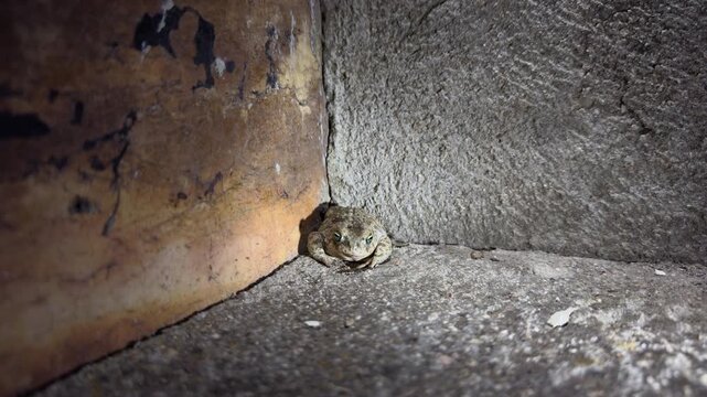 Close Up Toad Hunting Ant at Night by Stone Wall