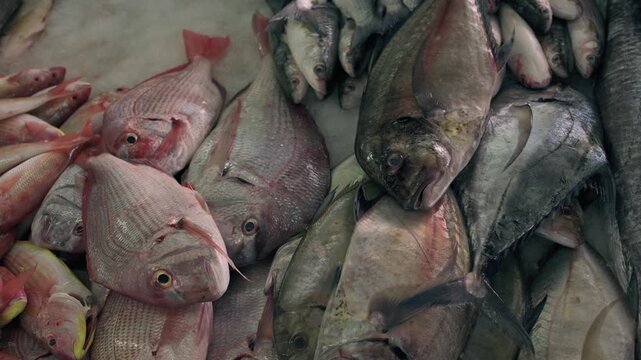 Close-up shots of mixed fresh sea fish displayed for sale at the traditional Mutrah Fish Market in Oman. High-quality 4K footage video.