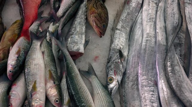 Close-up shots of mixed fresh sea fish displayed for sale at the traditional Mutrah Fish Market in Oman. High-quality 4K footage video.