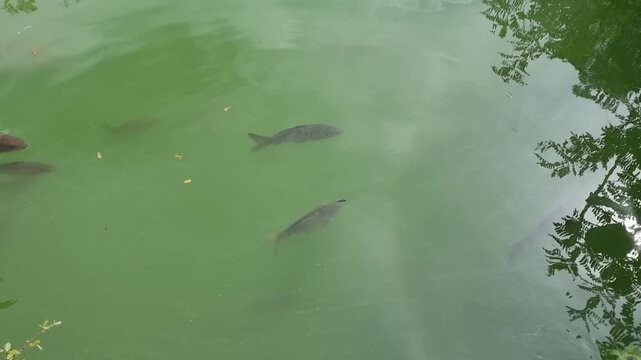 A group of large carp fish swimming and feeding in a murky green pond near a wooden dock, with aquatic reeds and ripples visible on the water surface under sunlight.