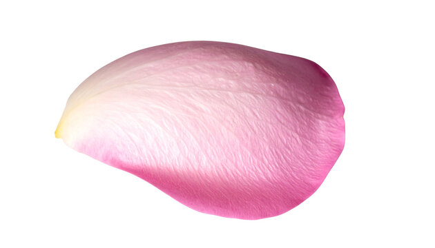 pink rose petal isolated on transparent background