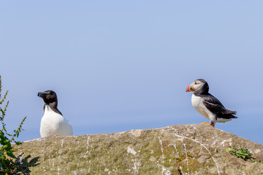 Atlantic puffin (Fratercula arctica) and Razorbill (Alca torda) on the cliffs of Lunga in the Treshnish Isles in Scotland.