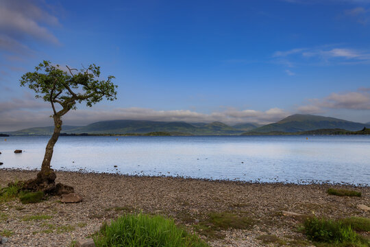 Lonely tree on a beautiful morning at the banks of Loch Lomond in the Loch Lomond and the Trossachs National Park in Scotland.