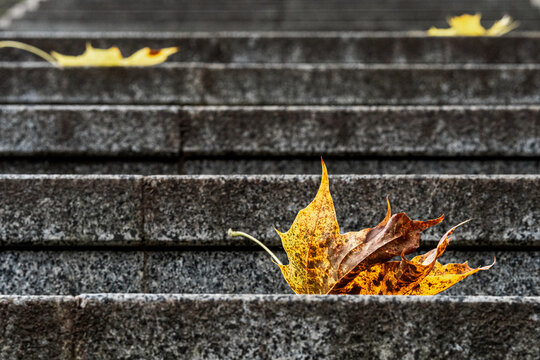 Curled Yellow and Brown Autumn Maple Leaf on Gray Granite Stairs