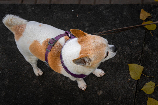 Small White and Tan Dog Wearing Purple Harness on Leash Outdoors
