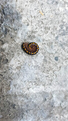 A millipede known locally as *ulat gagak* or *joyo gading*, or belonging to a related genus such as *Anoplodesmus* or *Harpaphe* curled up for self protection. The background is a gray cement floor. © Dinny