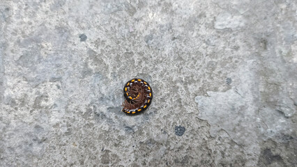 A millipede known locally as *ulat gagak* or *joyo gading*, or belonging to a related genus such as *Anoplodesmus* or *Harpaphe* curled up for self protection. The background is a gray cement floor. © Dinny