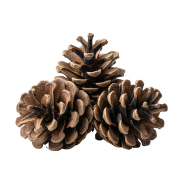 Three natural brown pine cones, isolated on transparent background