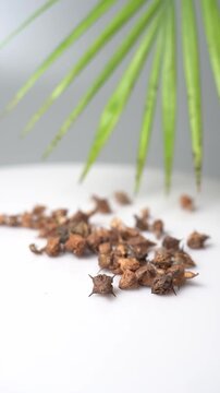 Gokhru &ndash; Tribulus Terrestris, Traditional Indian Ayurvedic Herb Known for Its Spiny Fruits, Herbal Wellness Uses and Botanical Importance