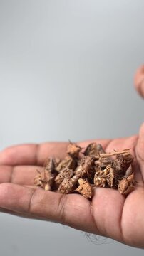 Gokhru &ndash; Tribulus Terrestris, Traditional Indian Ayurvedic Herb Known for Its Spiny Fruits, Herbal Wellness Uses and Botanical Importance