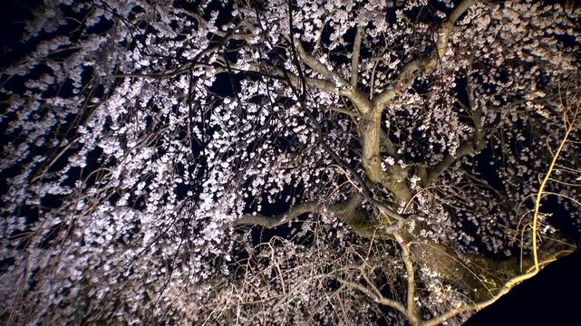 弘前公園　夜桜ライトアップ
