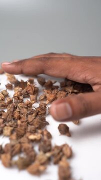 Gokhru &ndash; Tribulus Terrestris, Traditional Indian Ayurvedic Herb Known for Its Spiny Fruits, Herbal Wellness Uses and Botanical Importance