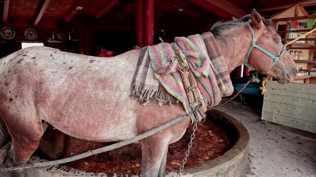 Traditional mezcal production with horse pulling stone wheel mill