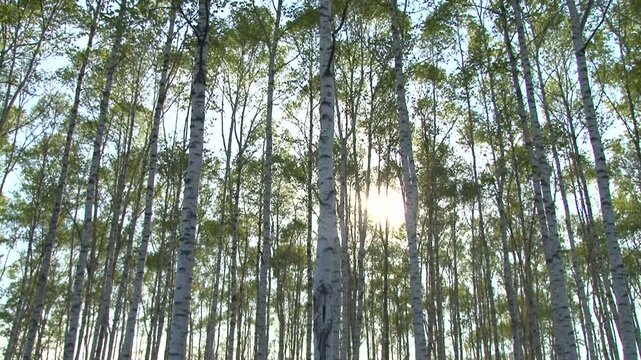 白樺と木漏れ日