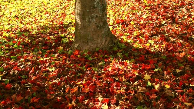 紅葉
