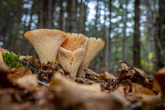 Scaly chanterelle on the forest floor. 