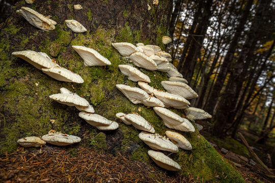 Fungi growing on the base of a tree trunk. 