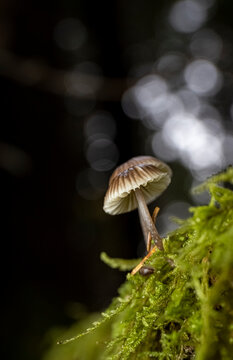 Nitrous Bonnet Fungi