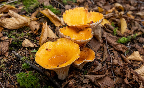 Scaly chanterelle on the forest floor. 