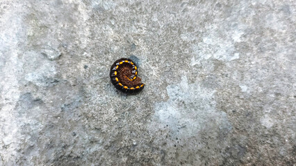 A millipede known locally as *ulat gagak* or *joyo gading*, or belonging to a related genus such as *Anoplodesmus* or *Harpaphe* curled up for self protection. The background is a gray cement floor. © Dinny