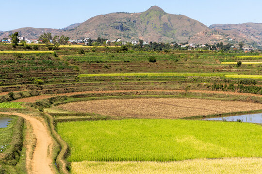 Terraced rice fields with a dirt path below a hillside village and a rocky peak, Vakinankaratra, Antsirabe, Madagascar