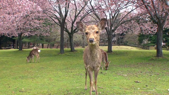 鹿と桜