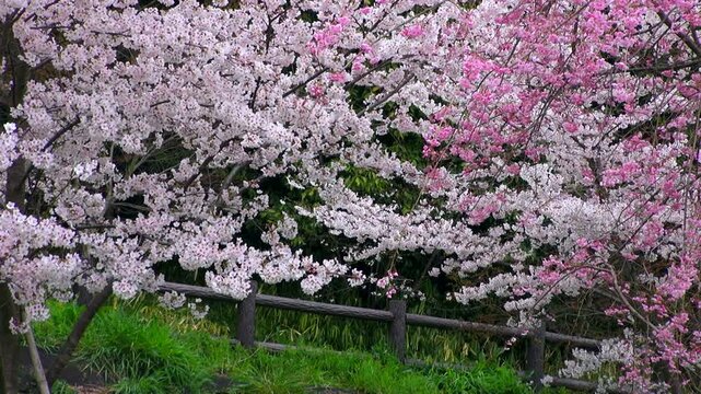 桜