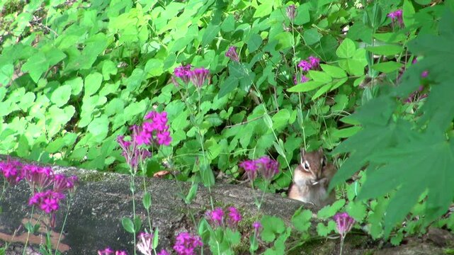 シマリスとムシトリナデシコの花