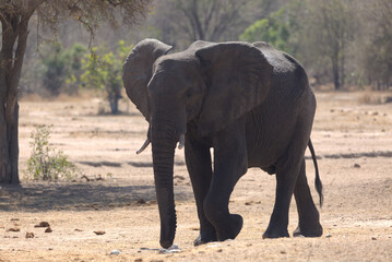 African Elephant (Loxodonta africana). Taken in Kruger National Park, South Africa. © Jenny Grewal