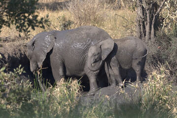 A family group of African Elephants (Loxodonta africana) having a mud bath. Taken in Kruger National Park, South Africa. © Jenny Grewal