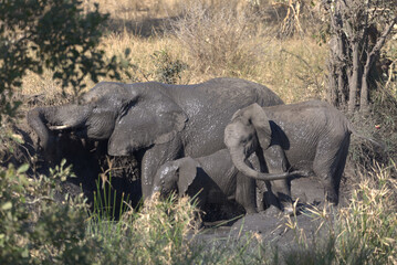 A family group of African Elephants (Loxodonta africana) having a mud bath. Taken in Kruger National Park, South Africa. © Jenny Grewal