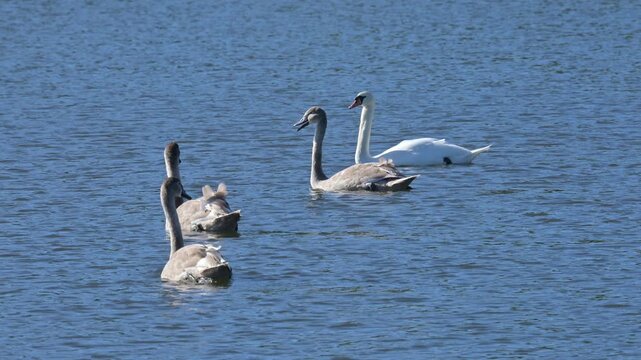 Mute Swan (Cygnus olor) family of four juveniles, born earlier in the year, and one adult, swimming on a lake. October, Kent, UK [Half speed]