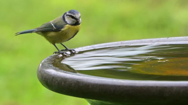 Blue Tit (Cyanistes caeruleus) drinking from a garden bird bath. September, Kent, UK [Slow motion x4]