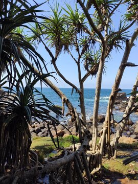 Tropical Palm Trees and Foliage with Ocean View in Sri Lanka