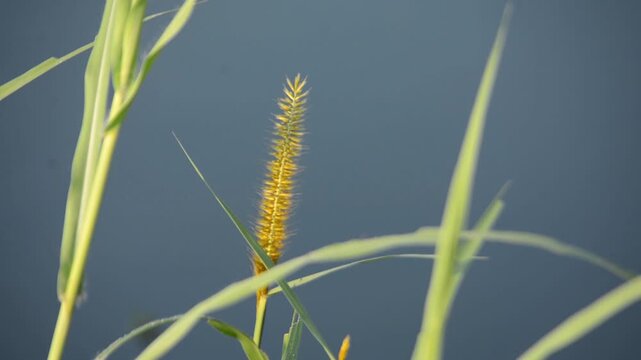 Golden Foxtail Millet Grass Seed Head Framed by Green Leaves Over Water