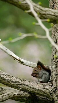 樹上のエゾリス