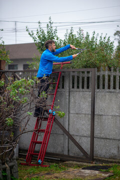Man Trimming Hedge on Red Ladder