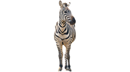PNG, zebra, safari, wildlife, isolated, animal, donkey, male, female, png on transparent cutout, © Molvi