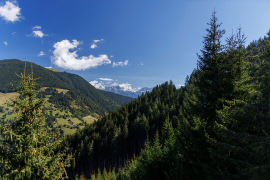 A valley in the Austrian Salzburgerland with dark green spruce forests covering the slopes. On the left slope lie light green meadows with scattered farmhouses.